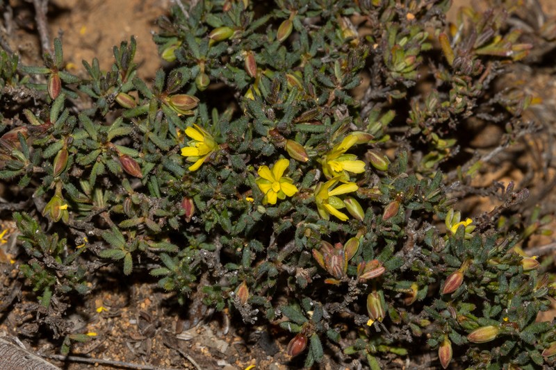 Hibbertia micrantha photo 2
