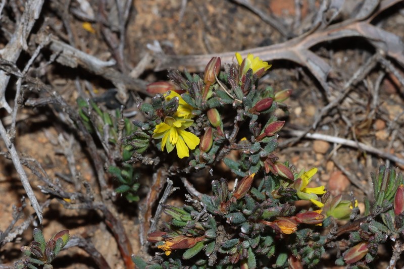 Hibbertia micrantha photo 3