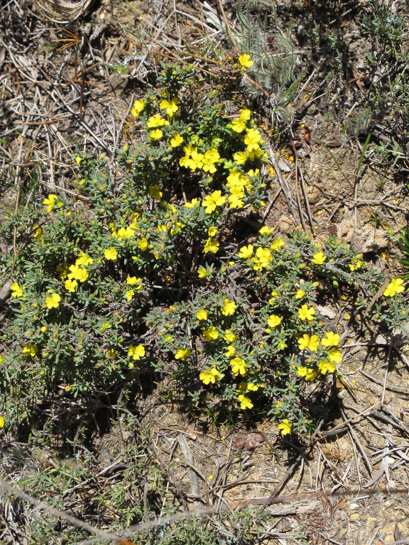 Hibbertia micrantha