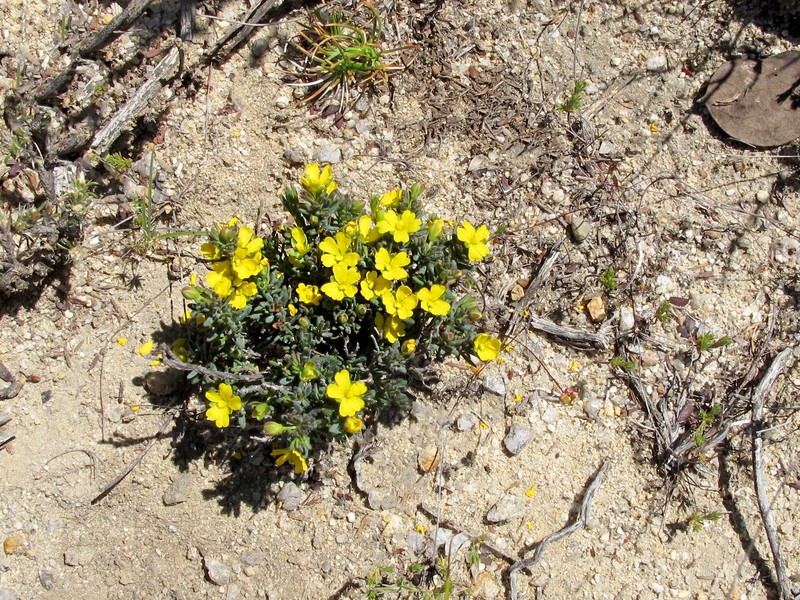 Hibbertia micrantha photo 4