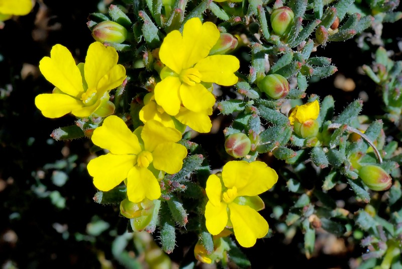 Hibbertia micrantha photo 5