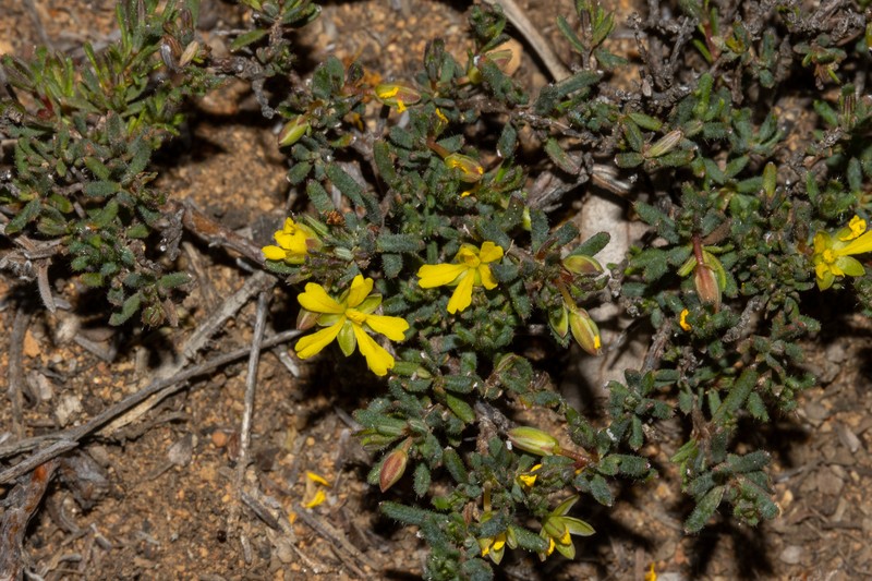 Hibbertia micrantha photo 6