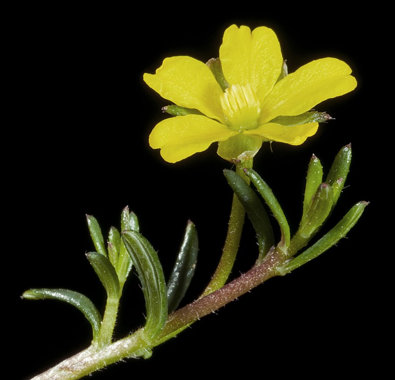 Hibbertia micrantha photo 7