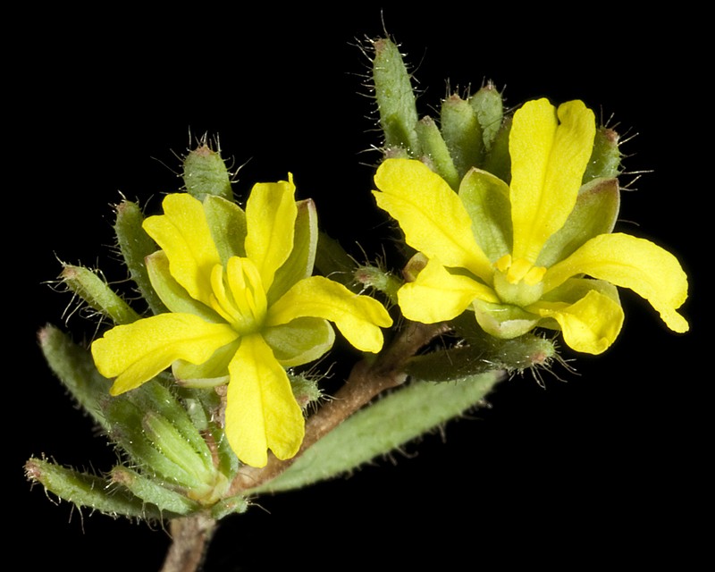 Hibbertia micrantha photo 8