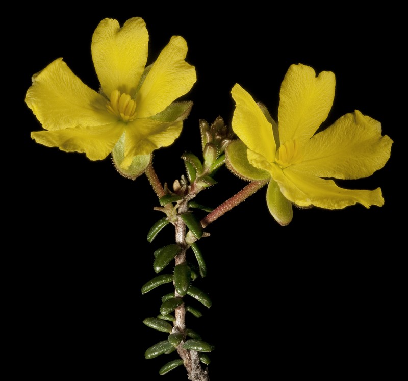 Hibbertia microphylla
