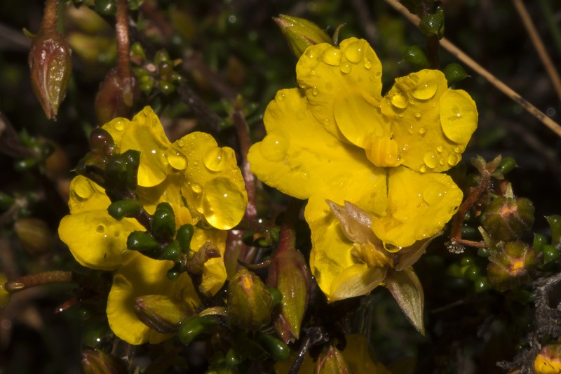 Hibbertia microphylla photo 2