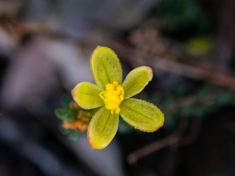 Hibbertia microphylla photo 3