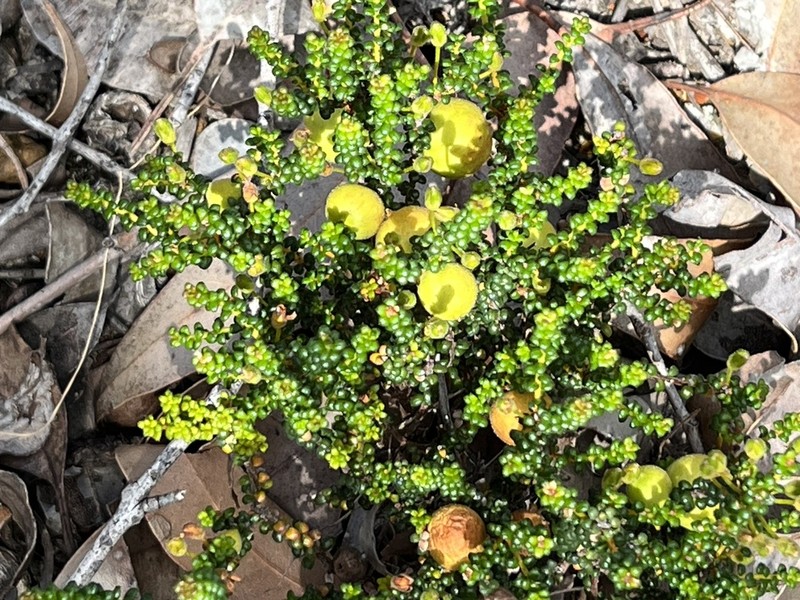 Hibbertia microphylla photo 4