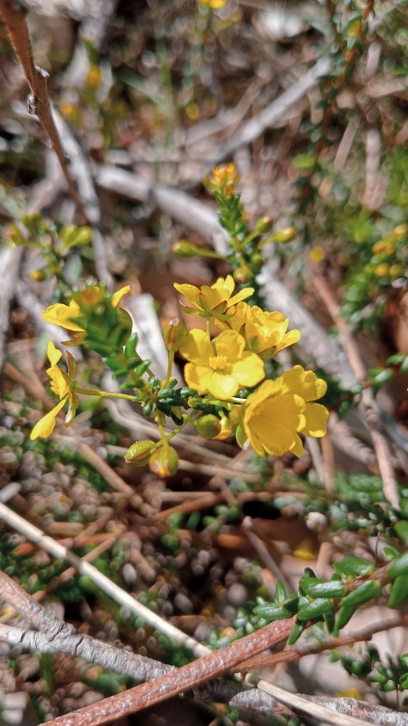 Hibbertia microphylla photo 5