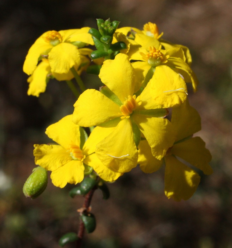 Hibbertia microphylla photo 6