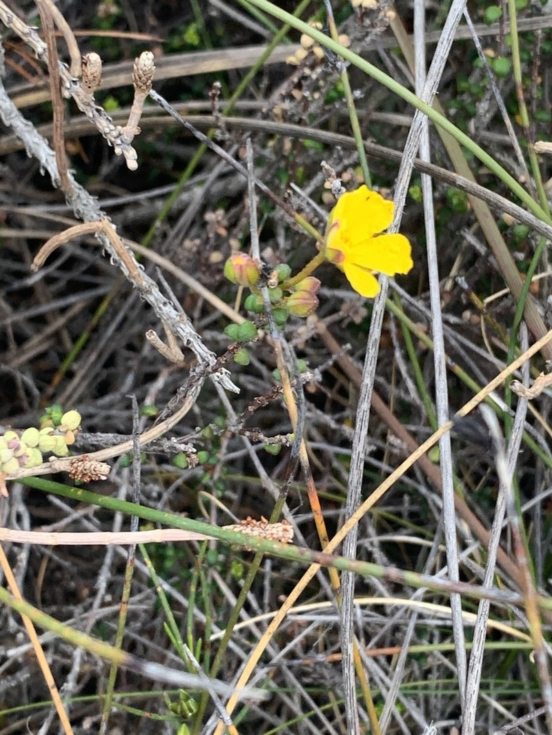 Hibbertia microphylla photo 7