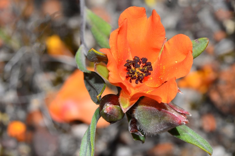 Hibbertia miniata