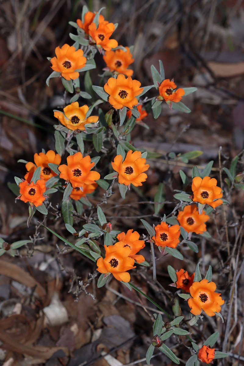 Hibbertia miniata photo 2