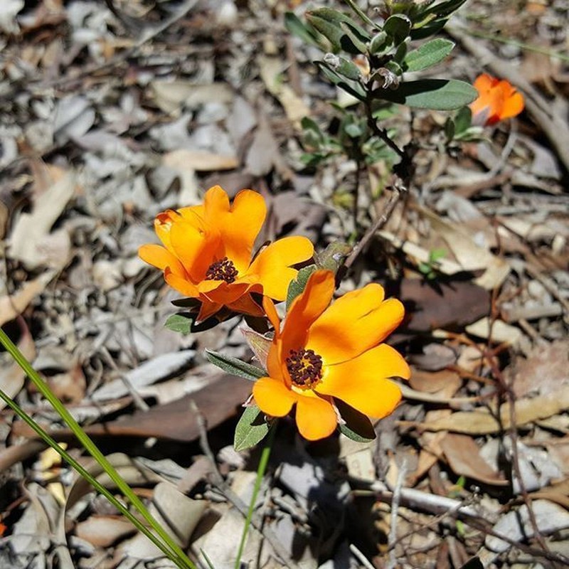 Hibbertia miniata photo 3