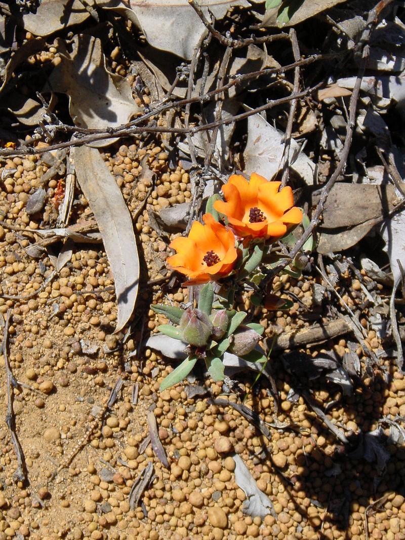 Hibbertia miniata photo 4