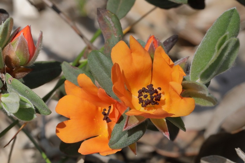 Hibbertia miniata photo 5