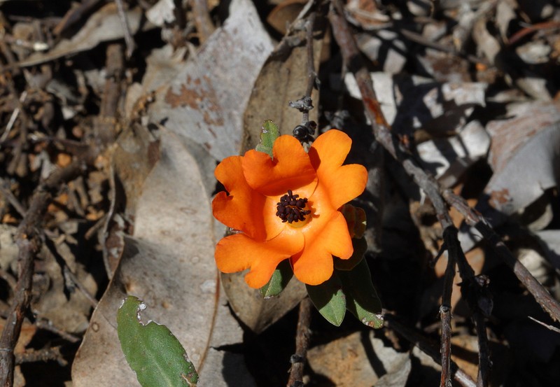 Hibbertia miniata photo 6