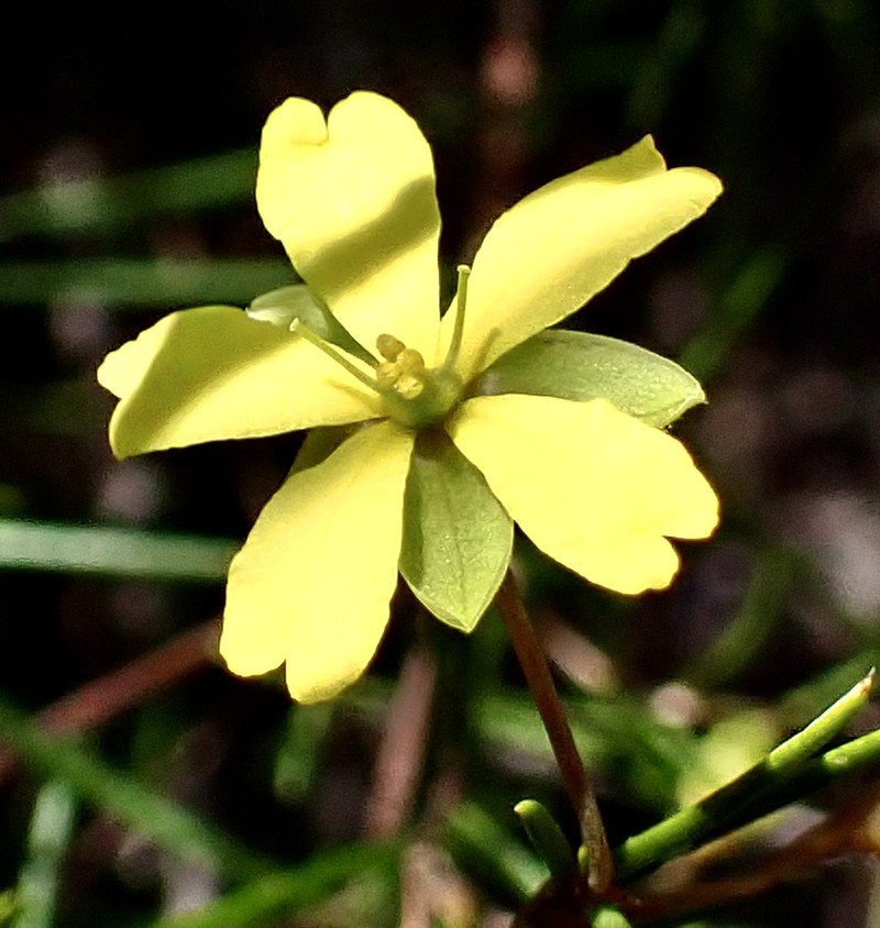 Hibbertia miniata photo 7