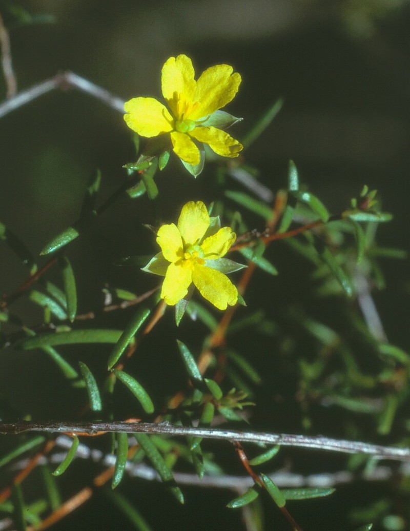 Hibbertia minima