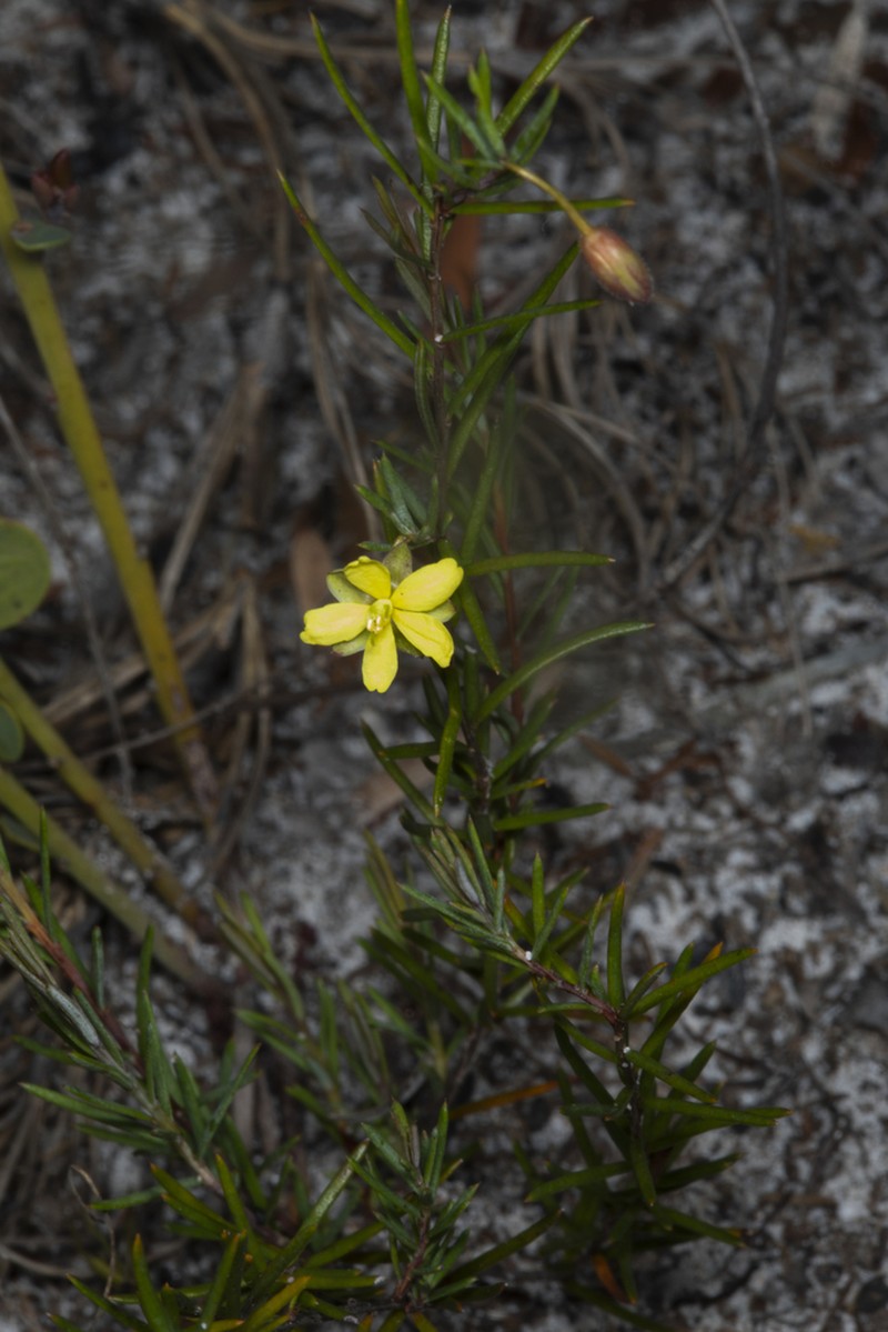 Hibbertia minysantha