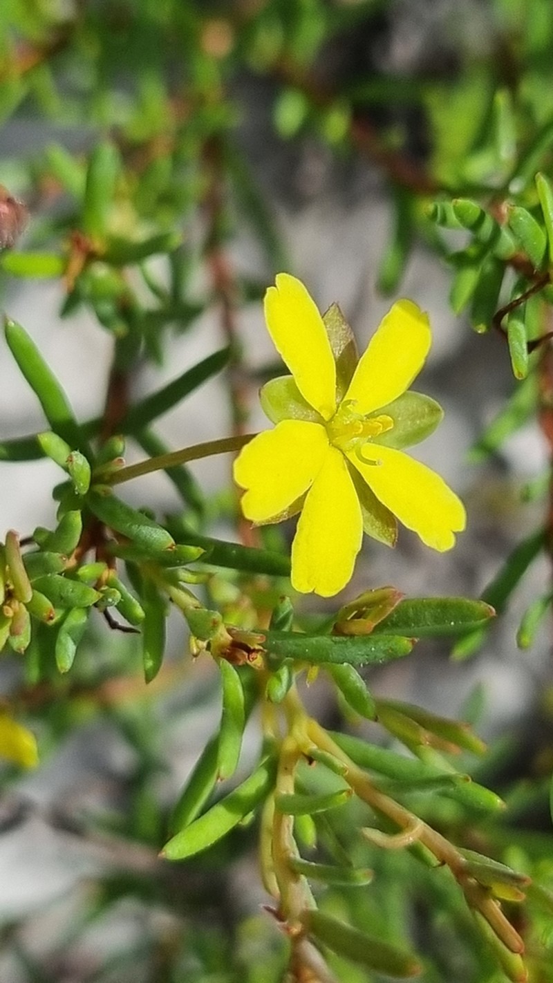 Hibbertia minysantha photo 2