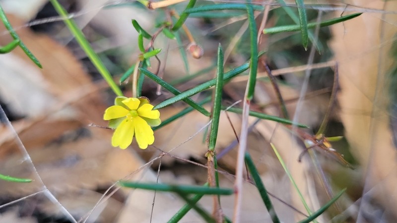 Hibbertia minysantha photo 3