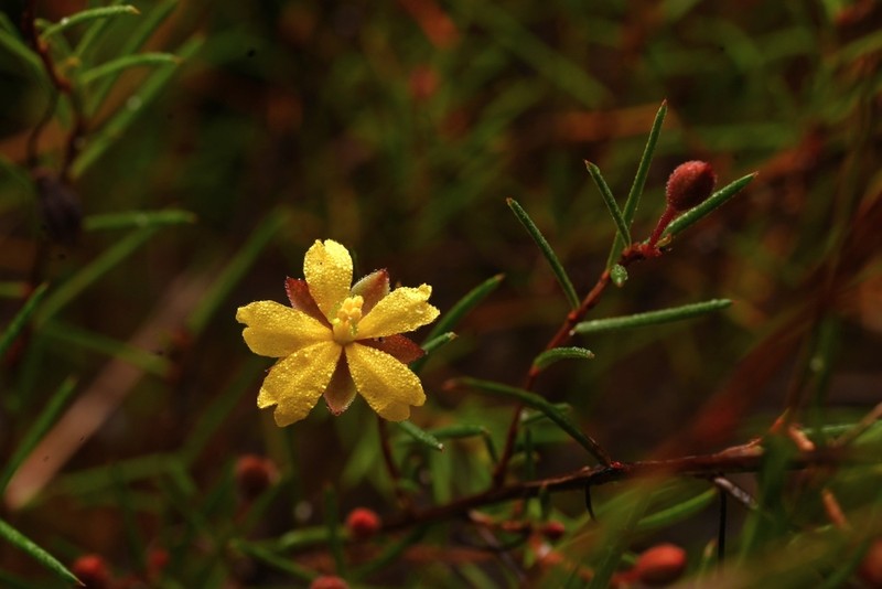 Hibbertia minysantha photo 4