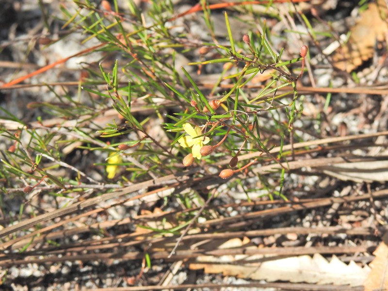 Hibbertia minysantha photo 5
