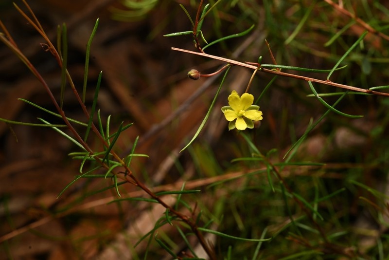 Hibbertia minysantha photo 6