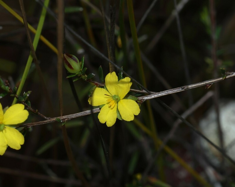 Hibbertia minysantha photo 7