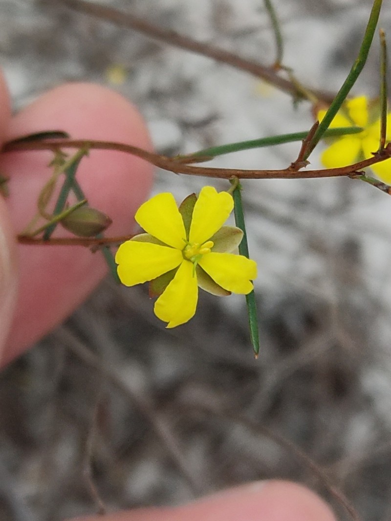 Hibbertia minysantha photo 8