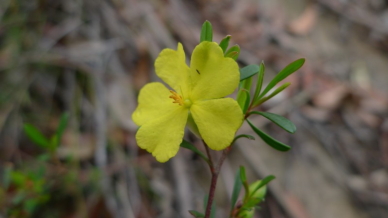 Hibbertia monogyna