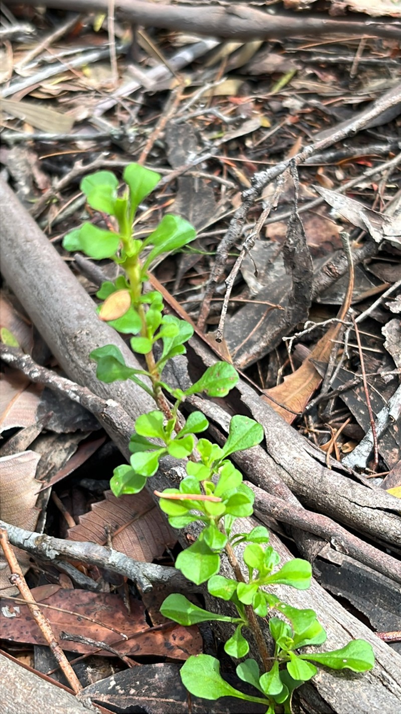 Hibbertia monogyna photo 2