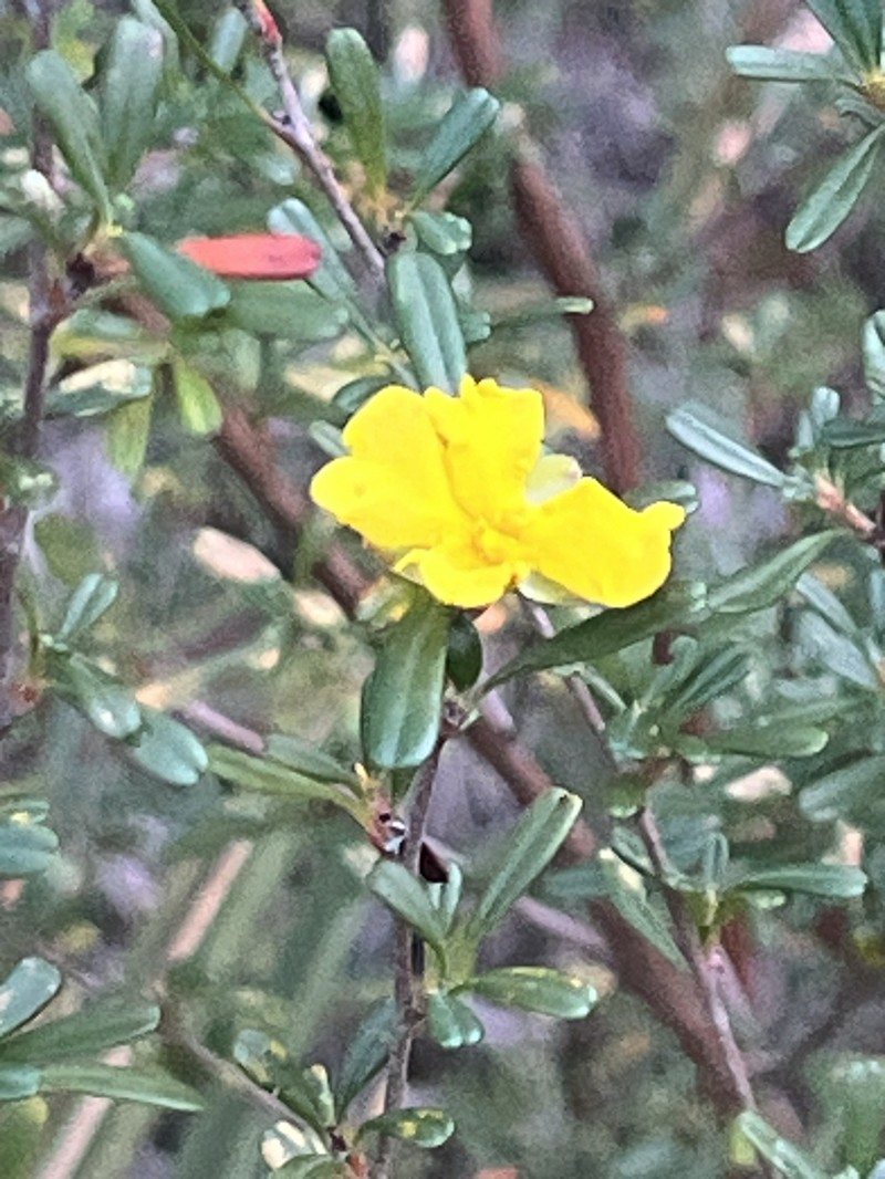 Hibbertia monogyna photo 3