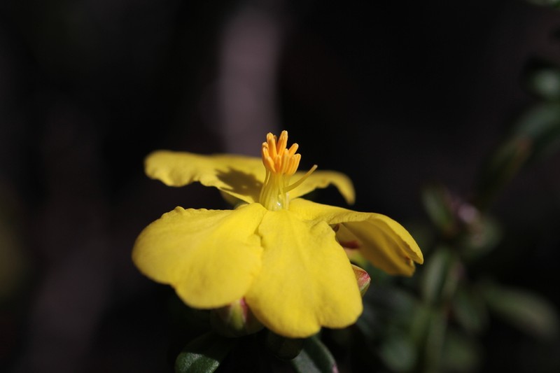 Hibbertia monogyna photo 4