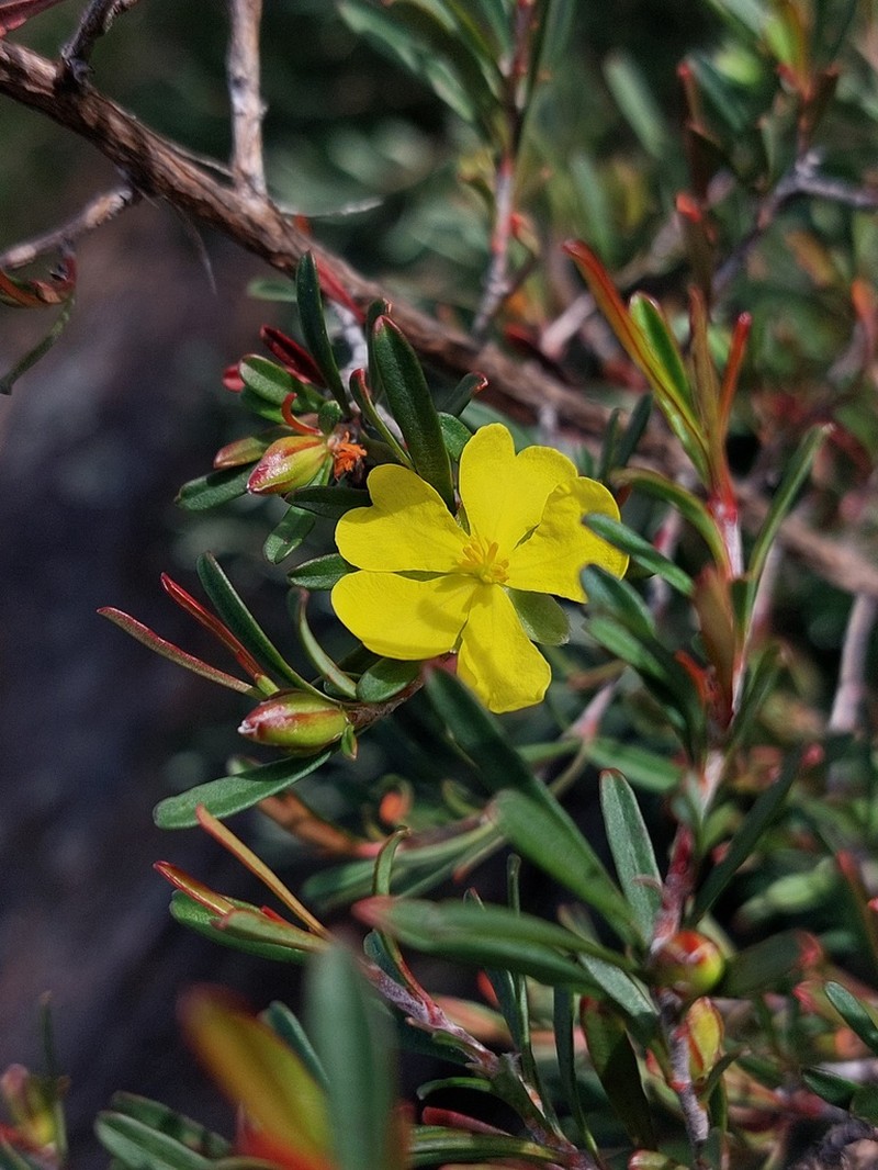 Hibbertia monogyna photo 5
