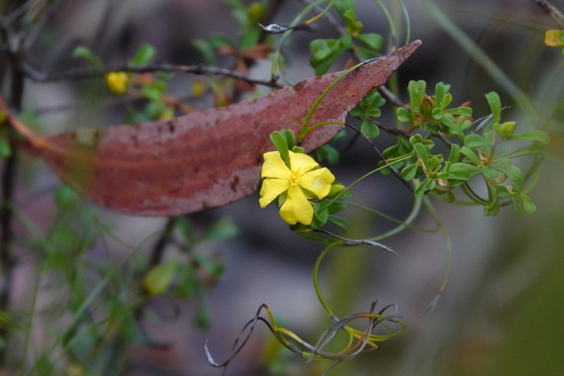 Hibbertia monogyna photo 6