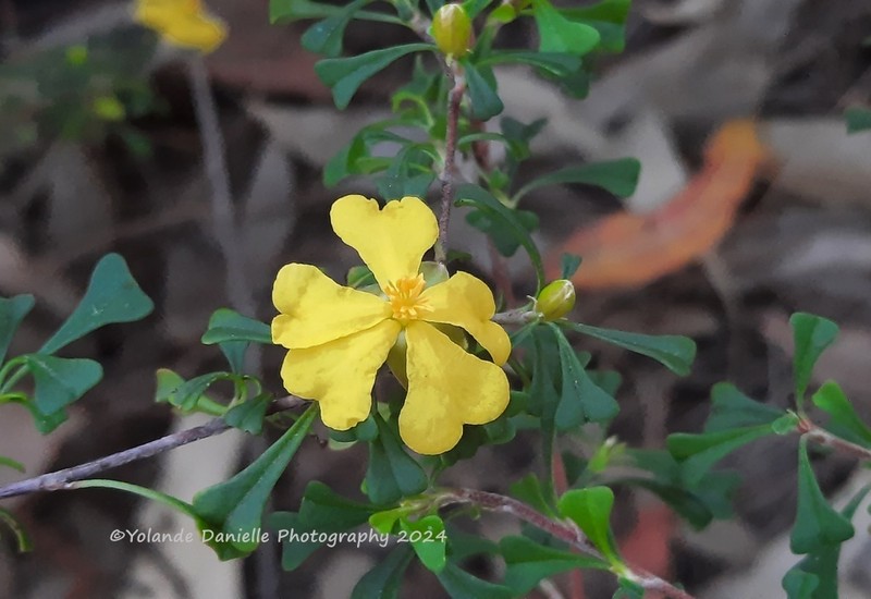 Hibbertia monogyna photo 7