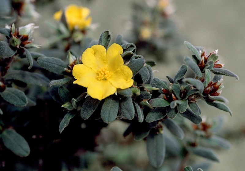 Hibbertia montana