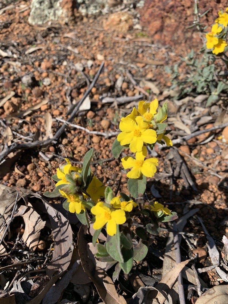 Hibbertia montana photo 2