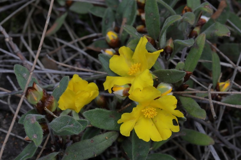 Hibbertia montana photo 3
