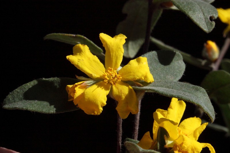 Hibbertia montana photo 4