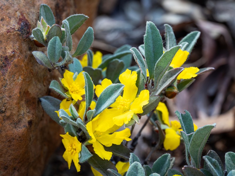Hibbertia montana photo 5