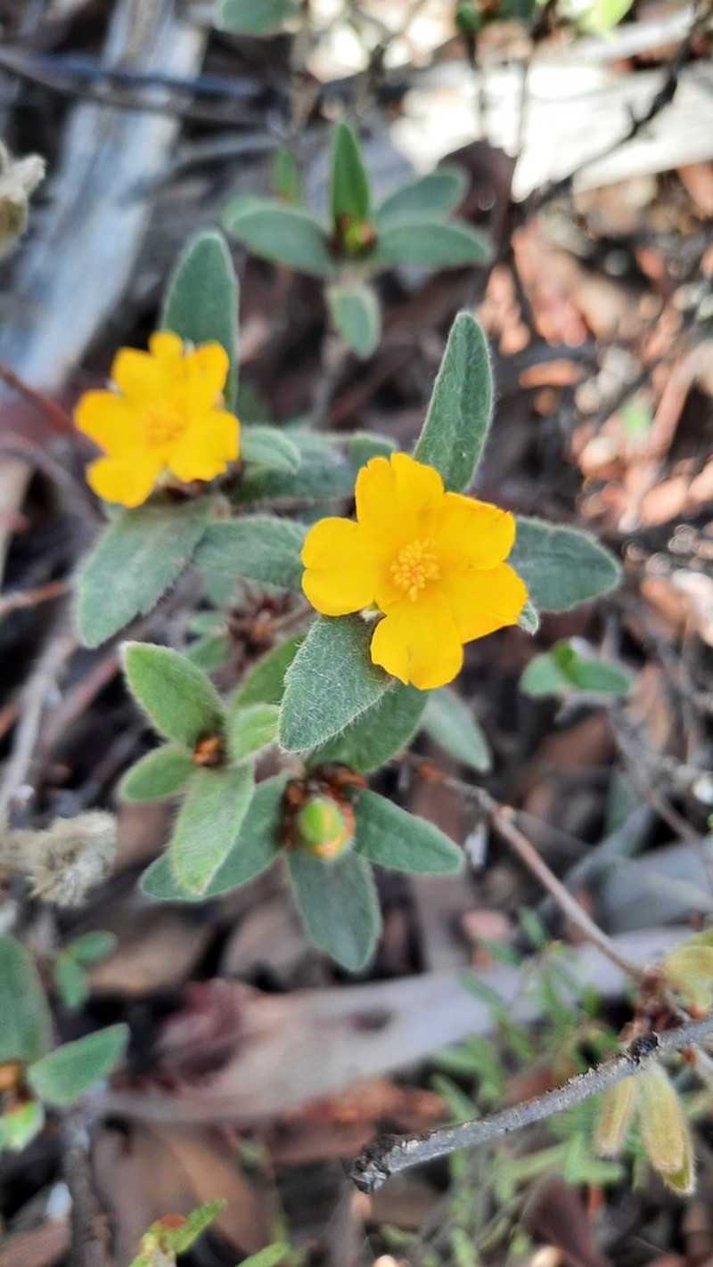 Hibbertia montana photo 6