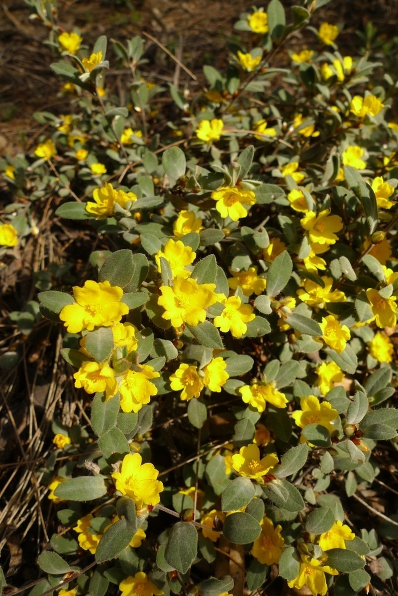 Hibbertia montana photo 7