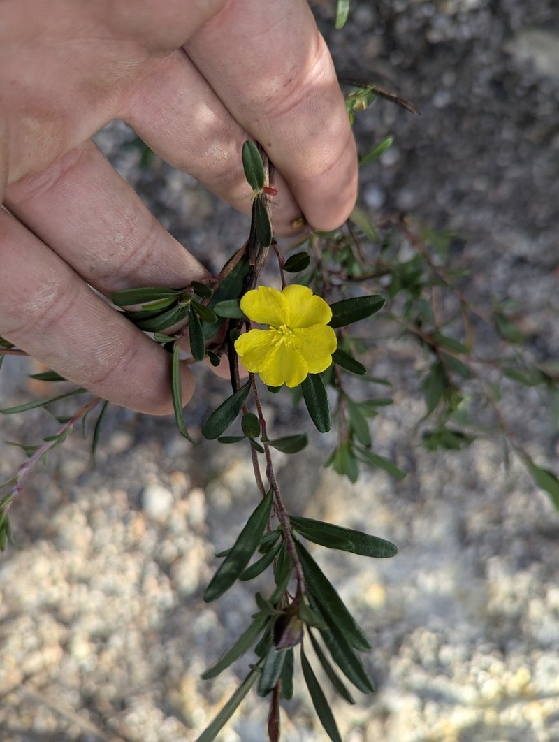 Hibbertia monticola