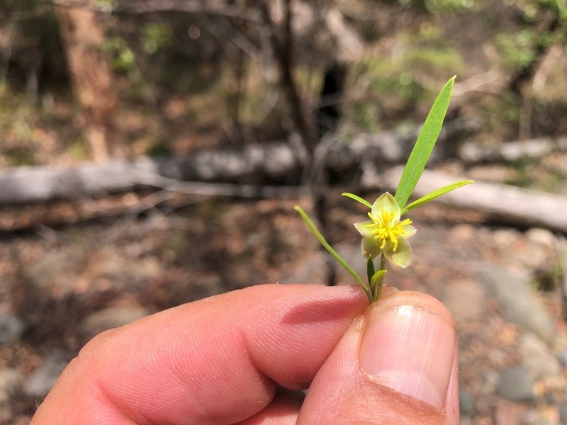 Hibbertia monticola photo 2