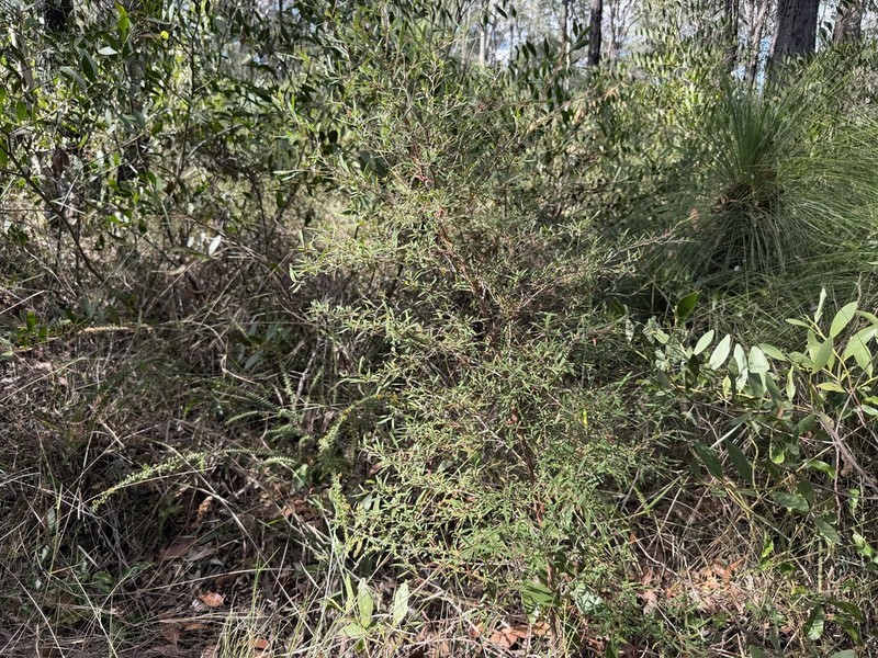Hibbertia monticola photo 3
