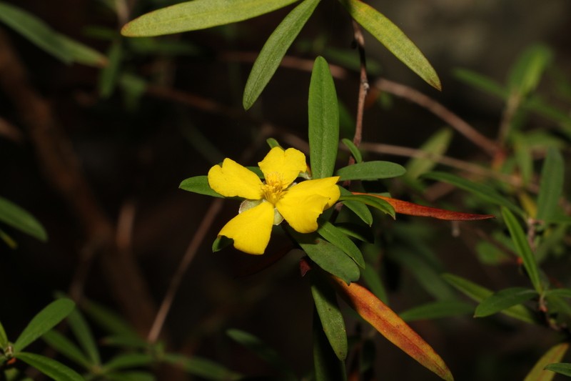 Hibbertia monticola photo 4