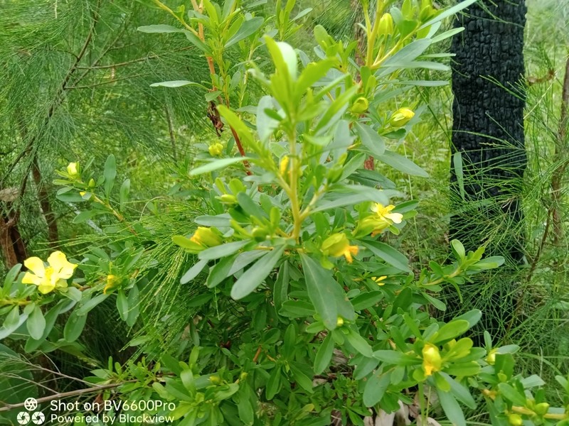 Hibbertia monticola photo 5